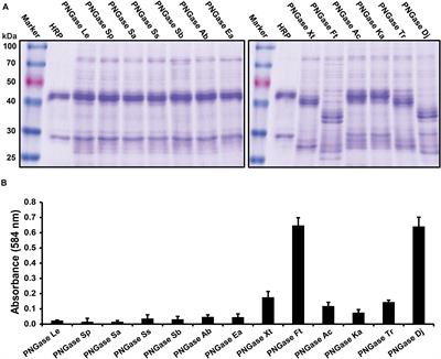 Discovery of Highly Active Recombinant PNGase H+ Variants Through the Rational Exploration of Unstudied Acidobacterial Genomes